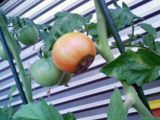 200907051811001.jpg