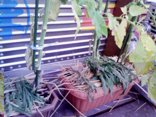 200907091248000.jpg