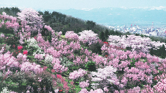 han-hanamiyama1.jpg