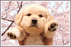 s_0_VcContents_11051530-1_VcContentsImage_11051531.jpg